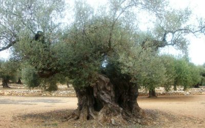 Historia de los olivos Milenarios